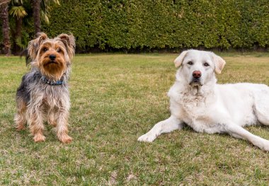 Bahçede Maremma Sheepdog ile Yorkshire Teriyeri 'nin portresi.