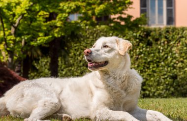 Beyaz Maremma Çoban Köpeği çimlerin üzerinde yatıyor..