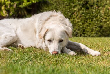 Beyaz Maremma Çoban Köpeği çimlerin üzerinde yatıyor..