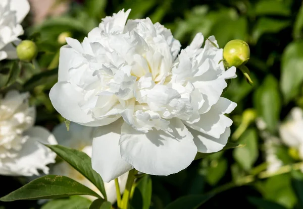 春に咲く緑色の背景に白い牡丹の花 — ストック写真