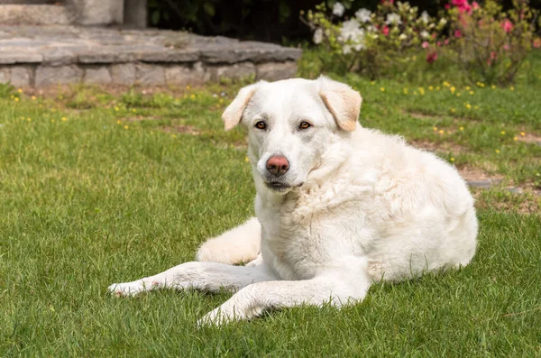 白色的妈妈牧羊犬躺在花园里的草地上 — 图库照片