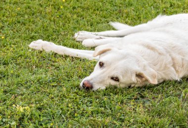 Beyaz Maremma Çoban Köpeği çimlerin üzerinde yatıyor..