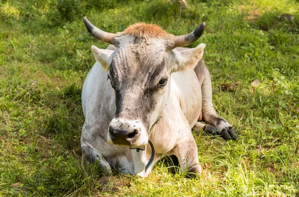 Vaca Gris Alpina Descansando Prado Pasto Verde —  Fotos de Stock