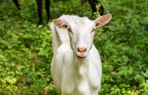 White Goat Pasture Meadow Summer Hot Day —  Fotos de Stock