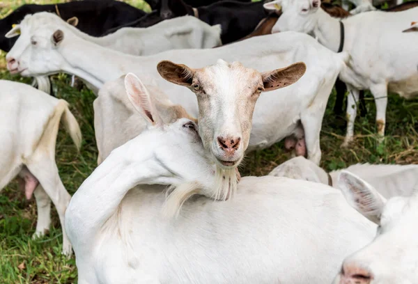 Las Cabras Blancas Prado Pastos Verano Día Caluroso —  Fotos de Stock