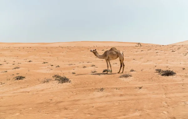 Bliskowschodni Wielbłąd Wahiba Piaski Pustyni Omanie — Zdjęcie stockowe