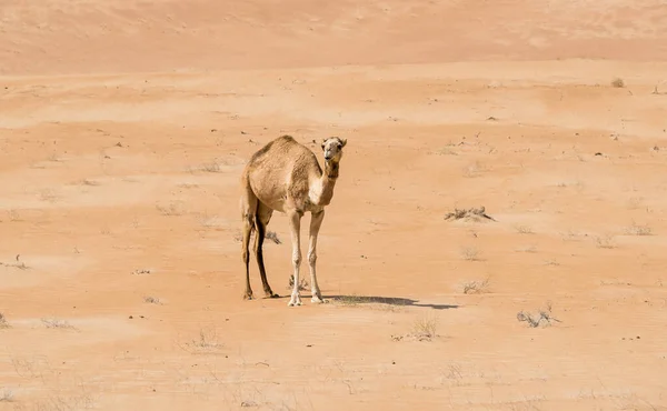 Middle Eastern Camel Wahiba Sands Desert Oman — Zdjęcie stockowe