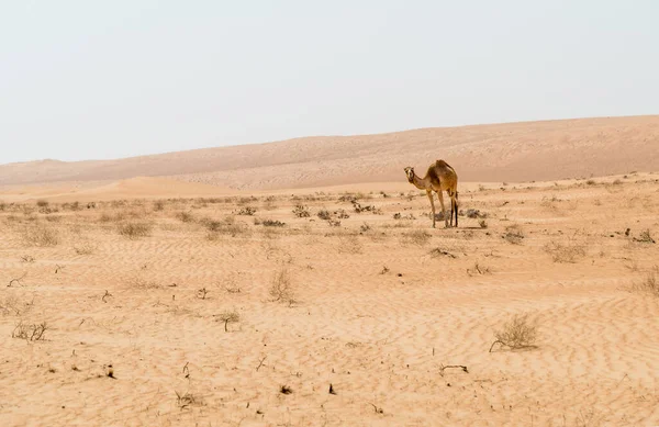 Middle Eastern Camel Wahiba Sands Desert Oman — стоковое фото