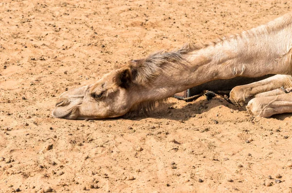 Camel Resting Sand Wahiba Sands Desert Oman —  Fotos de Stock