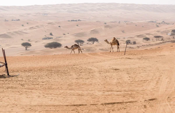 Desert Landscape Middle Eastern Camels Wahiba Sands Desert Oman — Foto de Stock