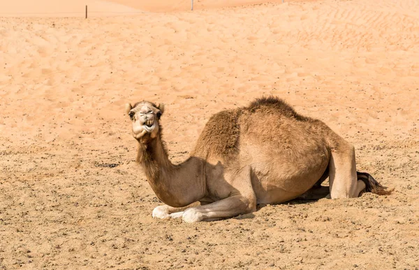 Middle Eastern Camel Resting Sand Wahiba Sands Desert Oman —  Fotos de Stock