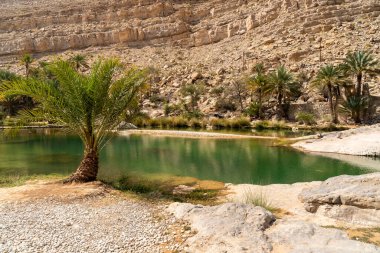 Umman Sultanlığı çölündeki Wadi Bani Khalid vahasının manzarası..