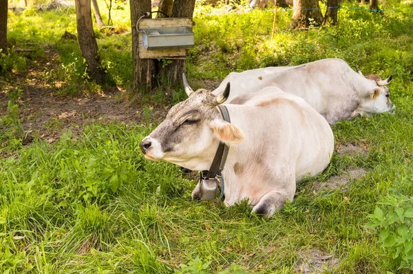 Alpine Gray Cow Resting Green Pasture Meadow —  Fotos de Stock