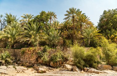 Landscape of Wadi Bani Khalid oasis with palm trees in Sultanate of Oman.