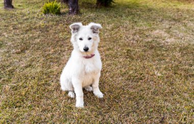 White Swiss Shepherd puppy sitting on the grass.