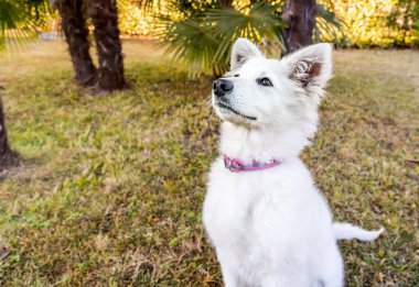 White Swiss Shepherd puppy sitting on the grass.