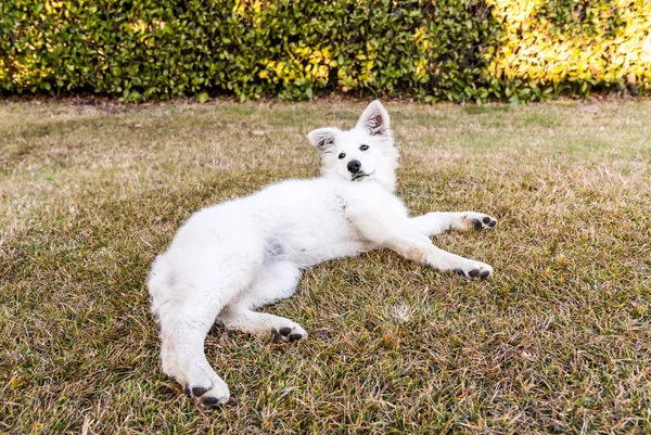 White Swiss Shepherd puppy lying down on the grass.