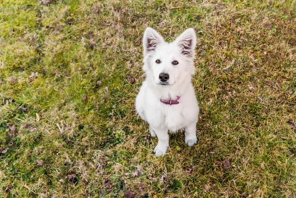 White Swiss Shepherd puppy sitting on the grass.