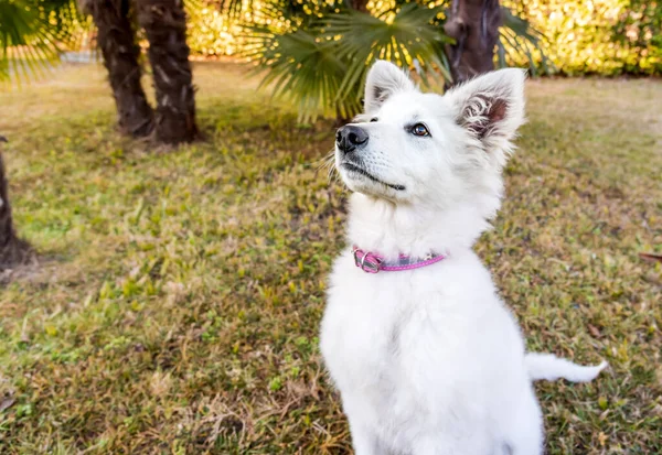 White Swiss Shepherd Puppy Sitting Grass — Stok fotoğraf