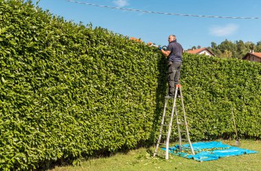 Bahçede elektrikli çit biçme makinesiyle çitleri kesen olgun bir adam..