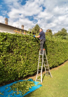 Bahçede elektrikli çit biçme makinesiyle çitleri kesen olgun bir adam..