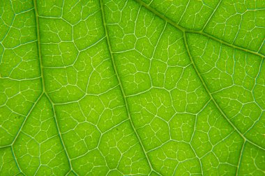 Yeşil yaprak damar dokusunun makro görüntüsü