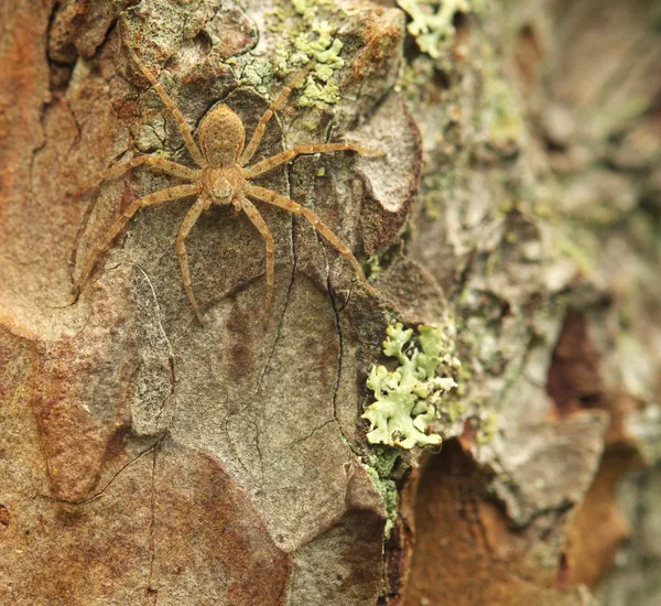 Araña pequeña — Foto de Stock