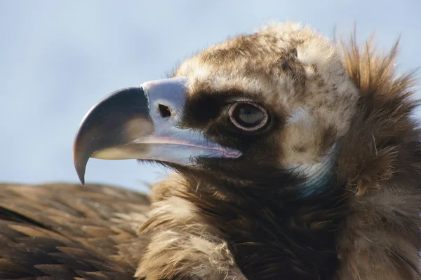 Black vulture. — Stock Photo, Image