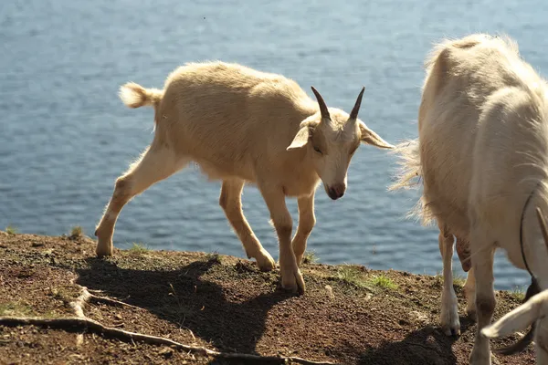 Cabras —  Fotos de Stock