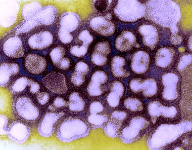 influenza a virüs