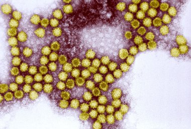 kedigil calicivirus