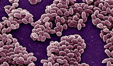 Bacillus anthracis bacteria clipart