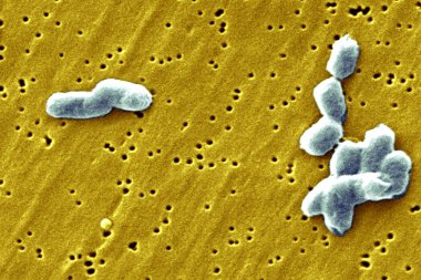 Salmonella infantis bacteria clipart