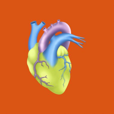 Human heart clipart