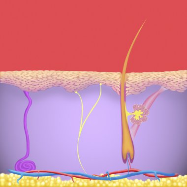derma süreçlerinde