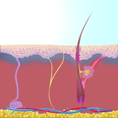 derma süreçlerinde