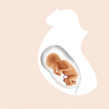fetus tanıtımı