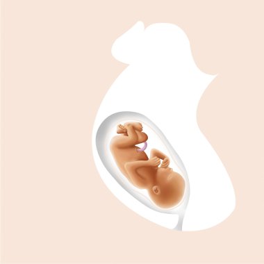 Presentation of the fetus clipart