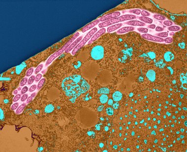 Proteobakteriler mikroskop altında