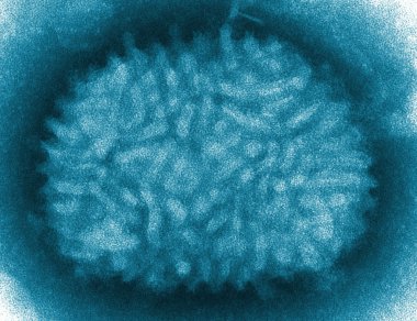 Virus under microscope clipart