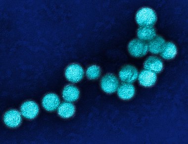 Virus under microscope clipart