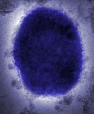 DNA mikroskop altında