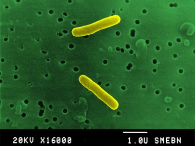 Salmonella bacteria clipart