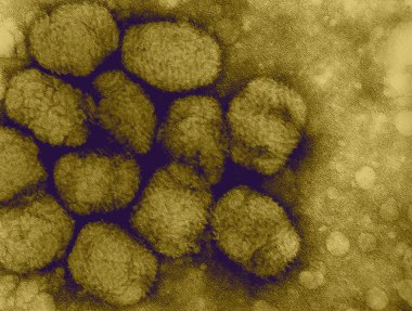 Smallpox virus clipart