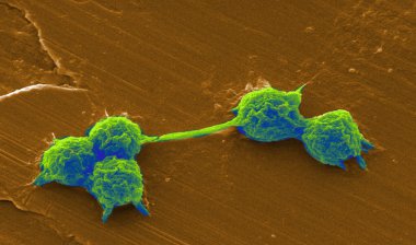 Ameba under the microscope clipart