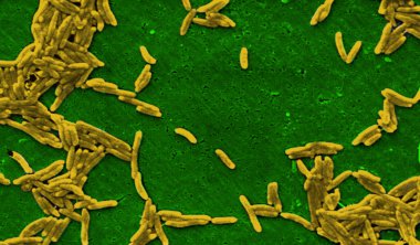 Bacterium under microscope clipart
