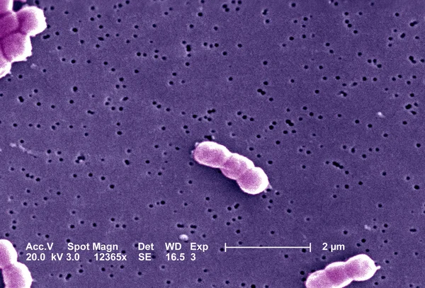Bacteria Acinetobacter baumannii —  Fotos de Stock