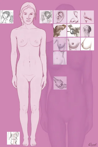 Anatomie ilustrace — Stock fotografie