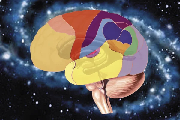 Sistema cerebrale umano — Foto Stock