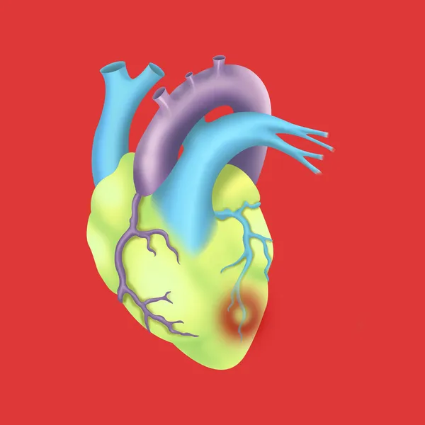 Human heart — Stock Photo, Image